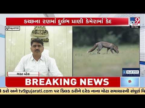 Surendranagar: Rare Fennec Fox Spotted in Kutch Desert | World's Smallest Fox in Gujarat | TV9