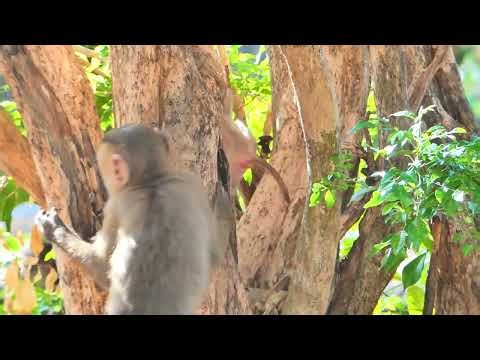 monkey