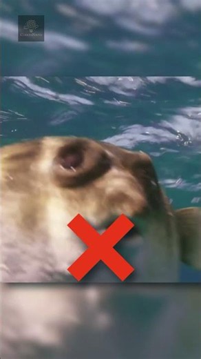 Why Are Dolphins So Dangerous