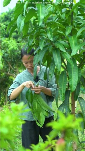 Mango Leaves Are More Powerful Than You Think!! #shorts #plants #farming