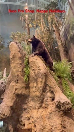 Bass Pro Shop in Saint Johns County Florida. Happy New Year and happy Saturday.