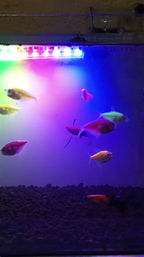 #glofish #viral