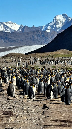 Thousands of King Penguins in South Georgia! 🐧