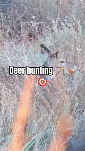 Deer archery hunting 🏹🦌🎯 wait for end very perfect Target Deer 🏹🦌 1M views 😱