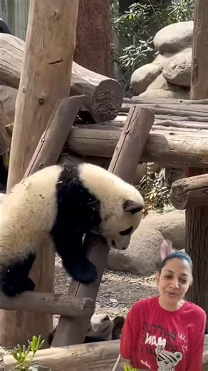 Two panda cubs climb a ladder, one bumps the other down-so cute!🐼😆#cutebaby #babypanda #panda #cute