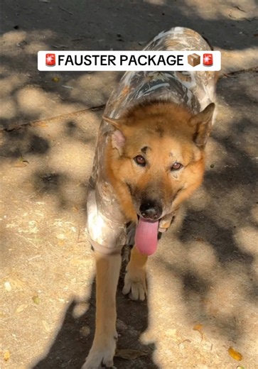 Fausters first package!🎁💙🐾 #fyp #fauster #fausterhome | fausterhome