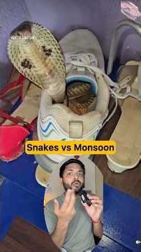 Why snakes enters in your house during Monsoon? #shortsfeed #snakes