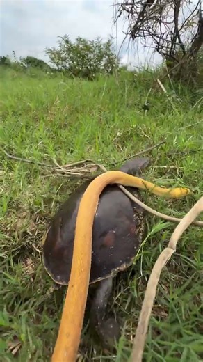 Snake Swallows a Turtle Whole | Brutal Wildlife Encounter 🐍🐢