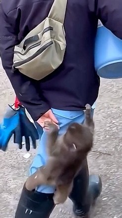 2026年10月16日🐒 パンチくんと仲間たちは、猿舎で大はしゃぎ！🤣 🐒 #パンチ君 #punch #monkey #パンチくん