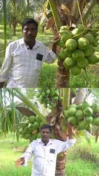 S1 Coconut, Tender Coconut, Dwarf Coconut , Fruit Plant For Sale Dreamland Nursery. 8778034565