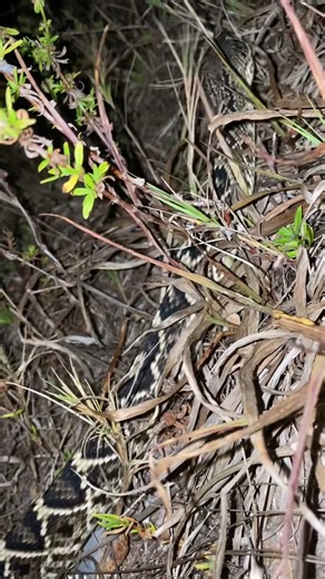 Just a casual python hunt in the Everglades #foryou #fyp #foryourpage #wildlife #wild #viral #snake #python #florida #everglades#185 | Yoink guy