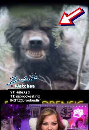 Best DOGMAN Footage: PROOF They Exist! This trail cam captured something that shouldn’t exist. Is it a hoax, or is the Michigan Dogman finally out in the light? 🎥🚫🐺 #dogman #cryptid #caughtoncamera #cryptids #reactionvideo