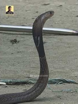 Venomous snake rescued from a pile of bricks. #snake #wildliferescue #snakerescue #cobra #awarene...