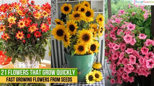 Flowers that grow quickly and add color to your garden