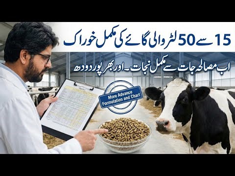 15 say 50 liter cow milk ka feed formula II More advance feed formulation for cows II Dr. MUZZAMMIL