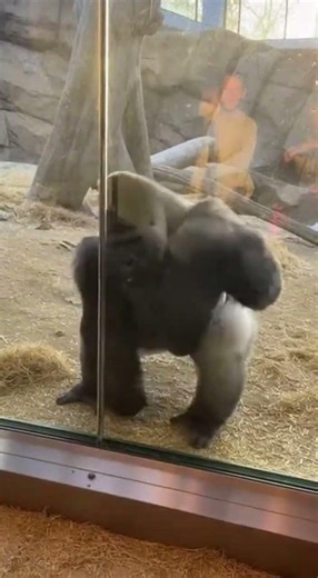 Shocking Gorilla Reaction | Silverback Responds to Red Cloth #amazinganimals #gorilla #silverbackg