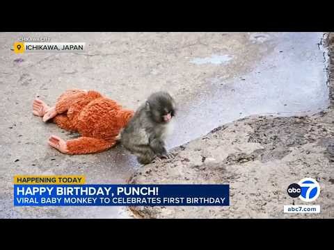 Japan's Punch the monkey gets thousands of birthday messages as he turns 1