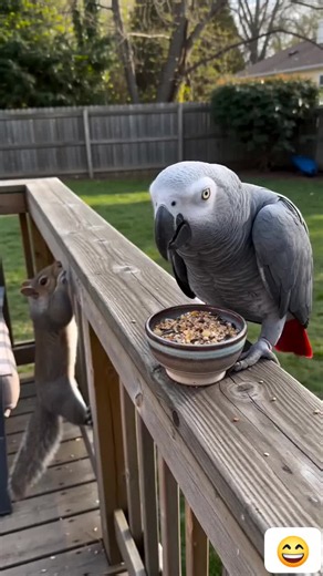 Funny African Grey Talking Parrot - Best Parrot Comedy Clips