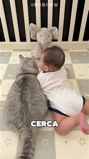 Esta Gata Actuaba Como El Padre Del Bebé 😯❤️