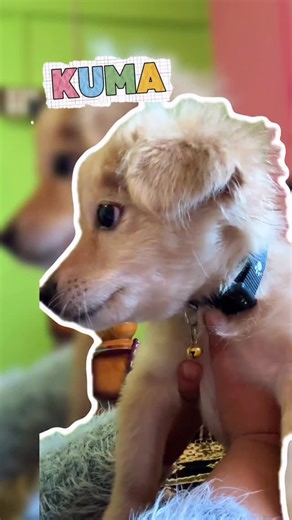 Kuma on Instagram: "I finally found the secret to a stress-free puppy spa day, and Kuma is obsessed. I’m always picky about what products I use on Kuma, especially for sensitive areas like his ears. @TheGoodPaws Clean & Clear Ear Pads hit all the marks for us. The Chamomile extract doesn’t just clean, it soothes the skin and prevents germ buildup without any harsh chemicals. It’s effective, gentle, and Kuma actually sits still for it! There’s a reason these are 5-Paw Rated 😭⭐️🐾 #thegoodpaws #d