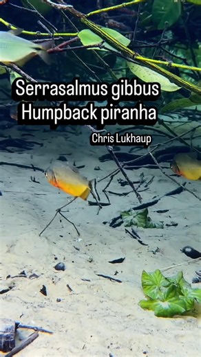 Piranha in the wild - Serrasalmus gibbus @chrislukhaup