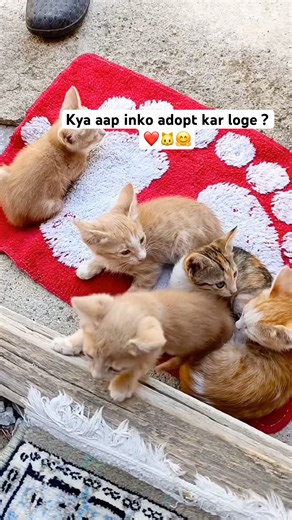 I was shocked when I saw this kitten babies || kittens 🐱 || beautiful cat babies || adorable cats