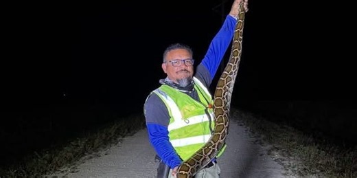 Florida python hunter's 16-foot catch tops in this elimination program