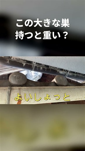 【密着】屋根の上のスズメバチ駆除｜取った巣の重さは？