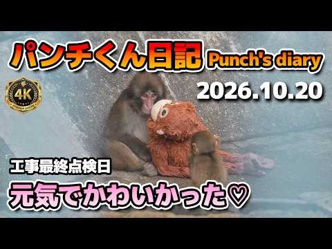 【パンチくん日記】元気でかわいかった♡オランママと一緒！改善された環境！サル山工事最終点検日 2026.10.20【4K】【Punch】