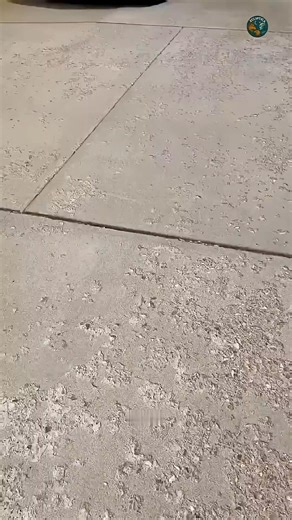 Python Eats Gator: A Rare Moment Caught On Camera. #documentary#usashorts#fyp | Explore Wildlife Pawdassey