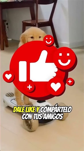 🦈 ¡Este huevo de tiburón se abrió… lo que salió sorprendió a todos!