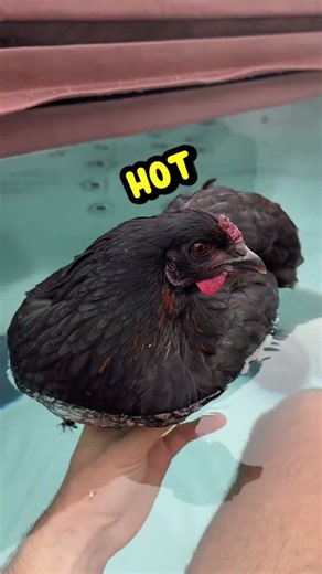 EvEr SeeN a ChiCkeN iN a HoT TuB? 🛁🐓