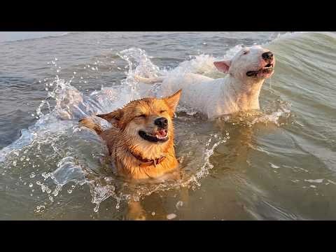 Hilarious Dogs Absolutely Can't Resist The Ocean! 🤣🌊