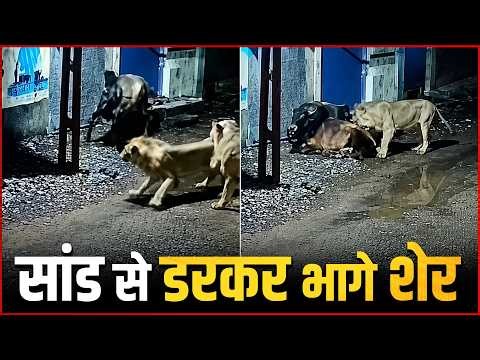 Bull Shows Ultimate Power: Lions Forced to Run For Their Lives! Viral Video😲