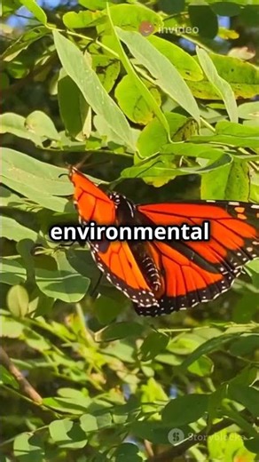 The Monarch Butterfly Migration: A Journey Across Continents