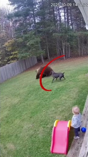 Dogs are the new Bear spray😲#dog #animals #shorts #viral