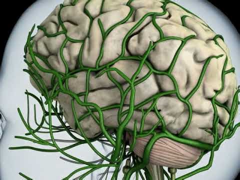 Title: The Science of Thought: How Your Brain Sends Signals (Neural Animation)