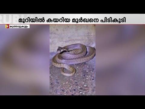 വീട്ടിലെ കിടപ്പുമുറിയിൽ കയറിയ മൂർഖൻ പാമ്പിനെ പിടികൂടി | SnakeBite | KingCobra
