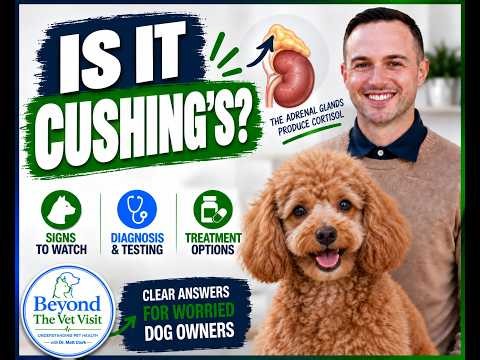 Cushing’s Disease in Dogs: Signs, Diagnosis, Treatment & What Owners Should Know
