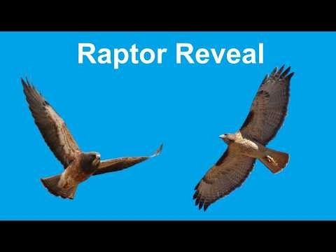 Swainson's Hawk vs Red-tailed Hawk | Bird ID in May