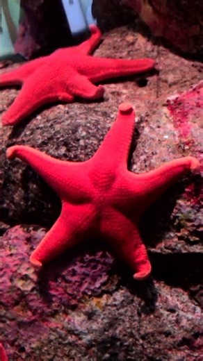 Aquarium Of The Pacific