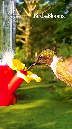 Birds & Blooms on Instagram: "Ruby-throated hummingbirds have migrated south, but we eagerly await their return. Enjoy this video shared by a Birds & Blooms reader."