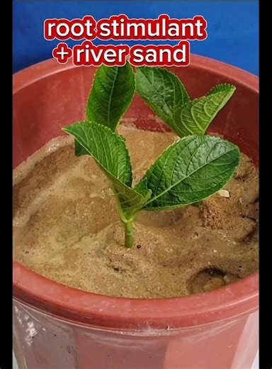 Best method propagate hydrangea flower fast #garden #shortvideo #shorts #bonsai