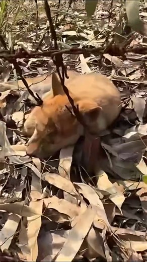 N2712048_poor dog got caught in barbed wire fence couldn escape. H...