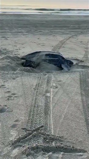 Leatherback turtle lays nest in Outer Banks, group says it's the first time since 2009