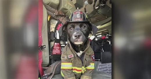 Lewisville fire station welcomes new puppy mascot