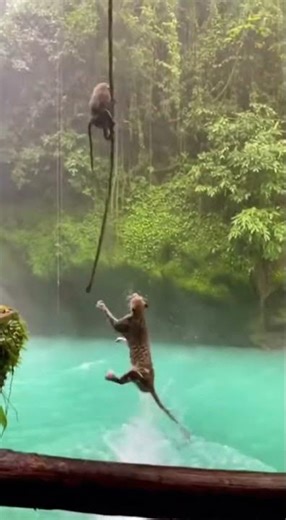 Leopard Hunts Mandrill - Mandrill Uses Vines as LADDER! 🐒