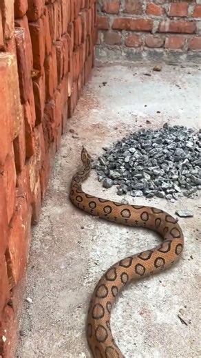Russell’s Viper Attacks While Moving #naturelovers #animals #snakevideo #wildanimals