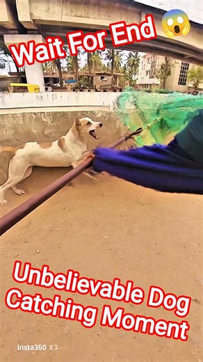 Unbelievable Dog Catching Moment #dog #dogwithpublicsafety #ytviral #pets #dogshorts #shorts