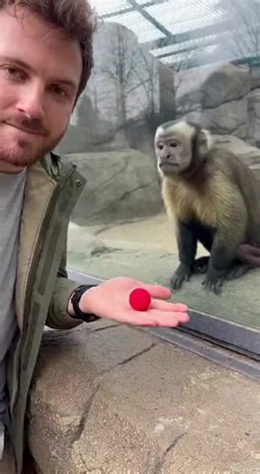 Monkey's Priceless Reaction to Magic Trick! Watch a monkey's adorable reaction to a disappearing ball trick! #fblifestyle #AI Generated using Kling AI . . . (For entertainment purposes only. Consult professionals if guidance on activities is presented. No brand affiliation is implied if any are shown. If inspired by true events, creative adaptations may be included. Content may include public footage.) | Fabiosa Daily